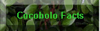 Cocobolo Facts